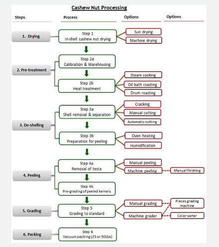 Cashew Manufacturing Process Cashew Processing Cashews Process