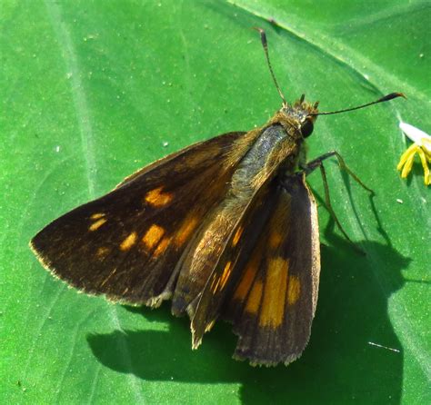Broad Winged Skipper Alabama Butterfly Atlas