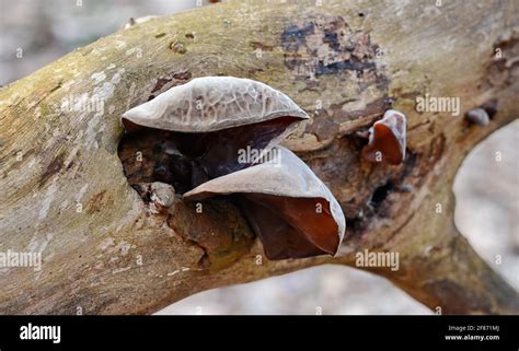 Jews Ear Wood Ear Auricularia Auricula Hirneola Polytricha Jelly