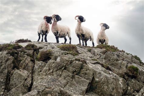 Sheep Shearing Ireland Stock Photos Free And Royalty Free Stock Photos