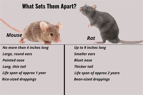 What S The Difference Between A Mouse And A Rat Inside Out Pest