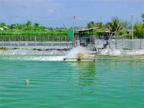 Produktivitas Budidaya Udang Vaname Indonesia Potensi Dan Tantangan