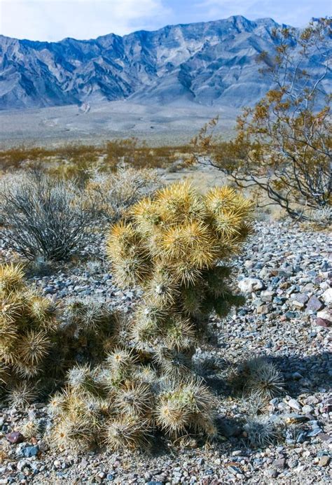 Teddy Bear Cholla Cylindropuntia Bigelovii Cactus With Tenacious