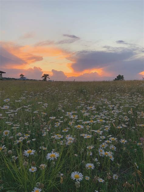 Sunset over a field of flowers | Lindas paisagens, Lugares com flores ...