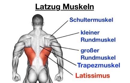 Latzug Muskeln Top 5 Ausführungen inkl Bilder Videos