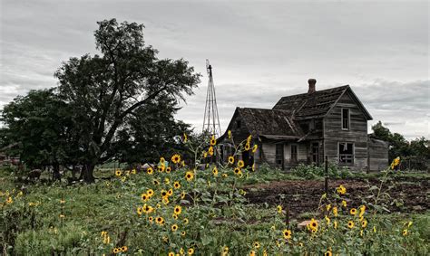 Wallpaper County Old Wild House Farm Marshall Sunflowers