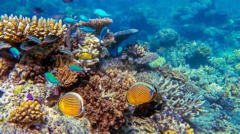 Torres Strait And Cape York Cairns Horn Island 11d10n Great Barrier