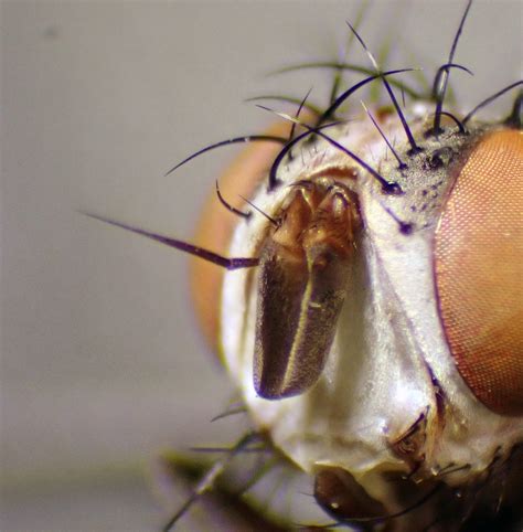 Actia Lamia Female Antennae Kenfig Dunes Glamorgan Flickr