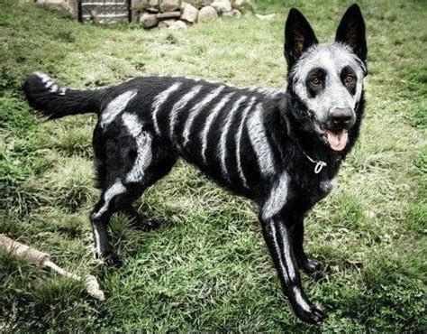 15 Spooktacular Dog Halloween Costumes From Super Cute To Super Scary