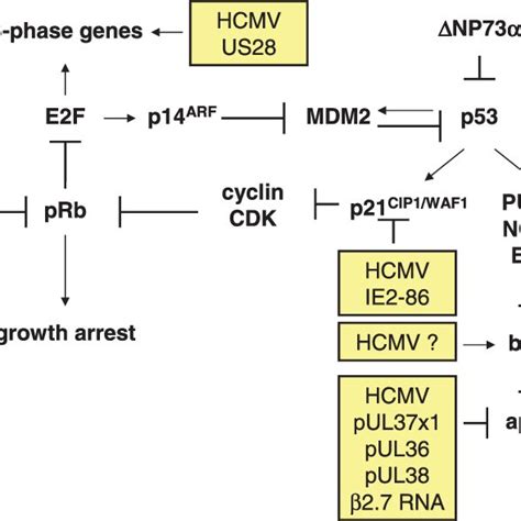 Immune Escape Mechanisms Mediated By HCMV In Tumor Cells A Influence