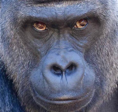 Silverback Gorilla Eyes