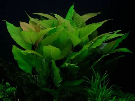 21 Extra Tall Aquarium Plants For Your Aquarium | Full Guide