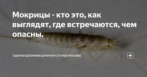 Мокрицы - кто это, как выглядят, где встречаются, чем опасны. | Единая ...