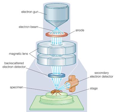 Mikroskopy Elektronowe Electron Microscopes Sem Tem Phobia