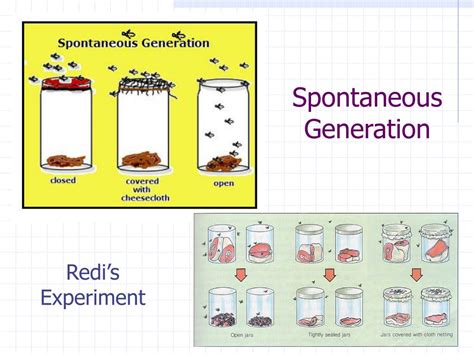 PPT - Spontaneous Generation What is this theory? PowerPoint ...