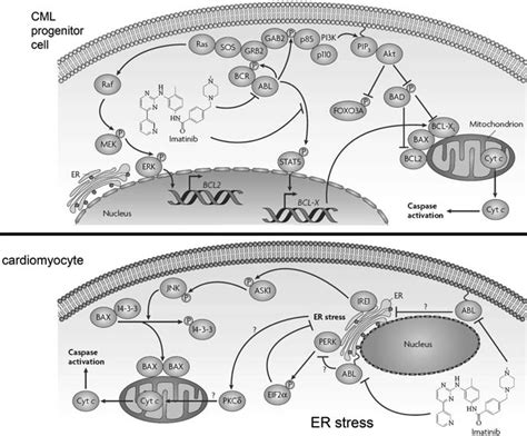 1 Molecular dissection of imatinib side effects due to the ...