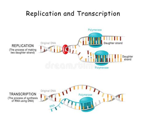 Replicação De Dna Fragmentos De Okazaki Ilustração do Vetor