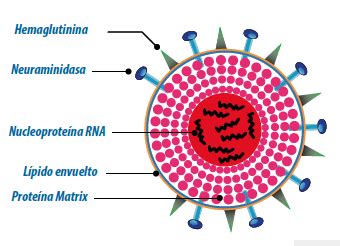 Estructura Del Virus De La Gripe