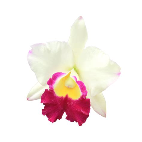 Orchid E Blanche Png Png