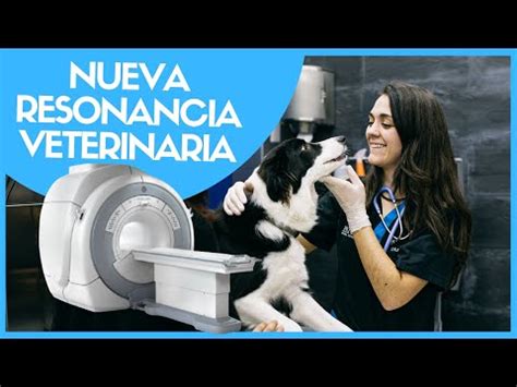 Cuanto Cuesta Una Resonancia Magnetica Para Un Perro