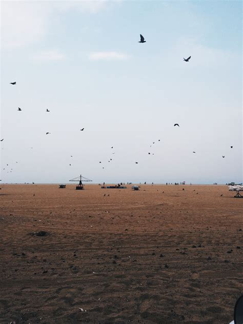 Bildet Strand Hav Kyst Sand Horisont Fugl Himmel Vind Seabird