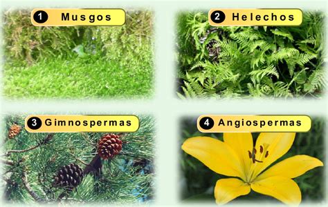 Reproducción Sexual De La Plantas Musgos Helechos Gimnospermas Y Angiospermas Didactalia