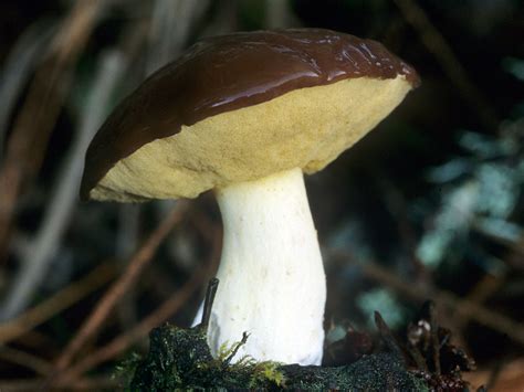 California Fungi: Suillus brevipes