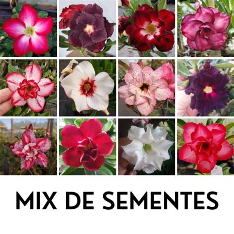 Unid Sementes Mix De Rosa Simples X Especiais Sementes De Rosa