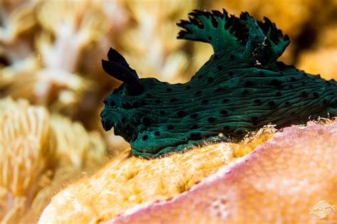 Nembrotha Milleri Nudibranch Facts And Photographs • Seaunseen