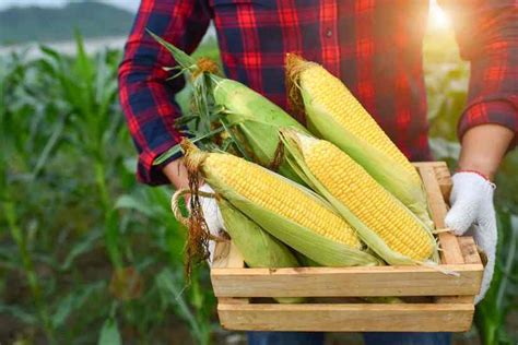 When To Harvest Corn The Beginners Harvesting Guide