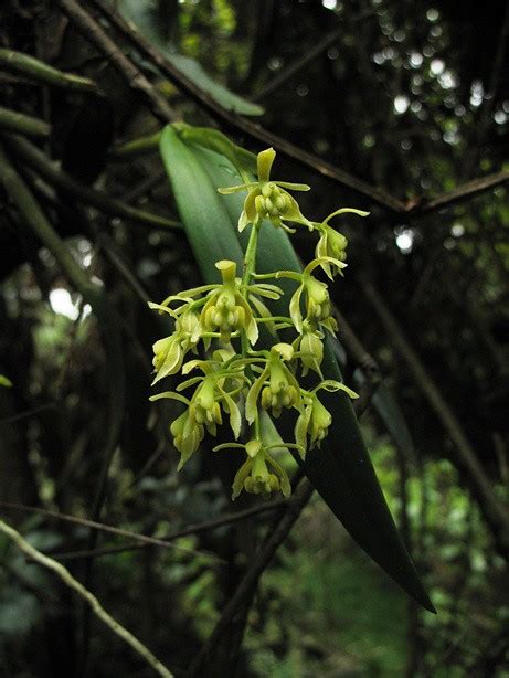 Orquídeas Epidendrum Spp Plantas Por Lo General Con Tal Flickr