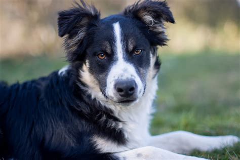 Tabela wagi border collie jak monitorować właściwą kondycję psa