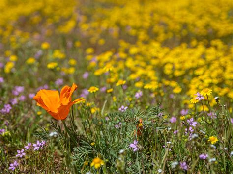 The Influence of Climate Change on the Pros and Cons of California’s