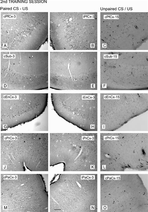 C Fos Expression In Piriform Cortex Pfcx Ac Subiculum Sub Df Download Scientific