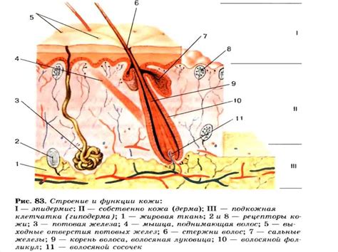 Рисунок Кожи Биология 8 Класс (41 Фото)