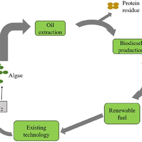 A The Primary Category Of Biofuel And Its Sources Of Production