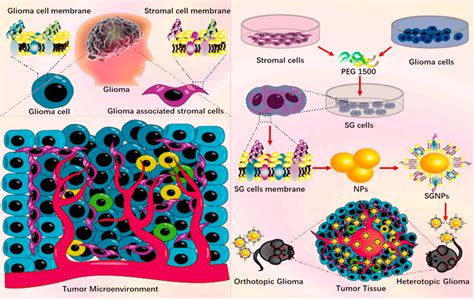 纳米人 Biomaterials：利用融合细胞膜包覆层纳米技术靶向肿瘤微环境以治疗胶质瘤