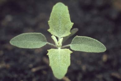 Annual broadleaf weeds | UMN Extension