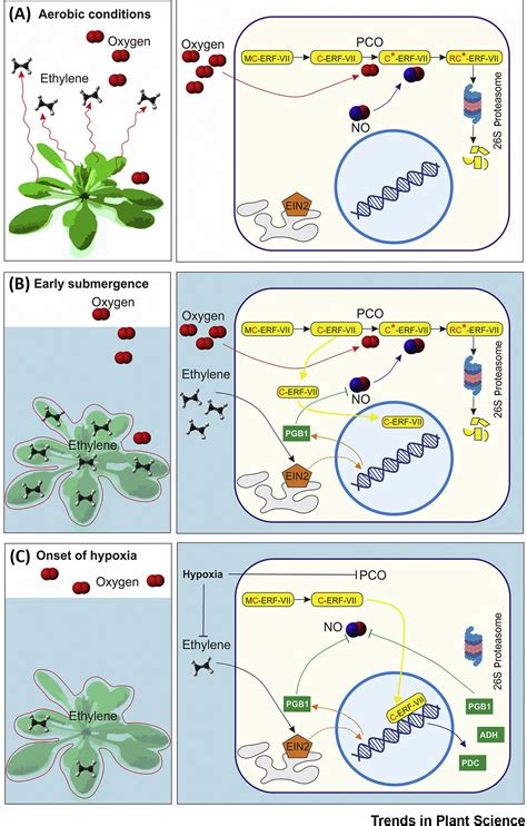 Ethylene Signaling Controls Fast Oxygen Sensing In Plants Trends In