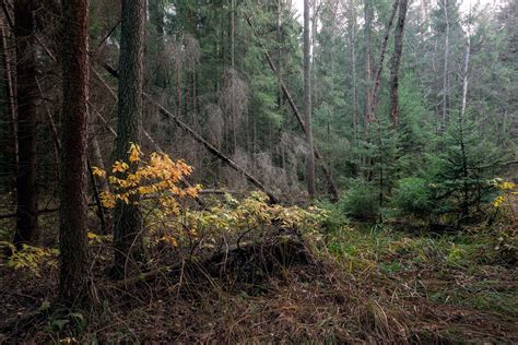 In The Autumn Forest October 2019 Valery Vozhdaev Flickr