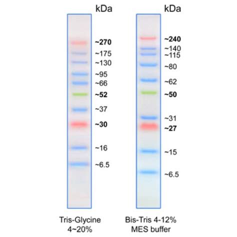 Accuruler Rgb Ultra Prestained Protein Ladder 250ul100loadings Biopioneer