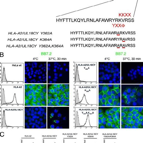 The Amino Acid Sequence Of The UL18 Cytoplasmic Tail Is Highly