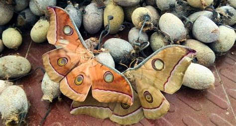 Odishas Vanishing Tasar Silkworm Needs Safety Cocoon