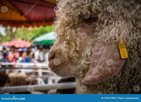 The Sheep Smiling in the Stall Farm Stock Photo - Image of lamb ...