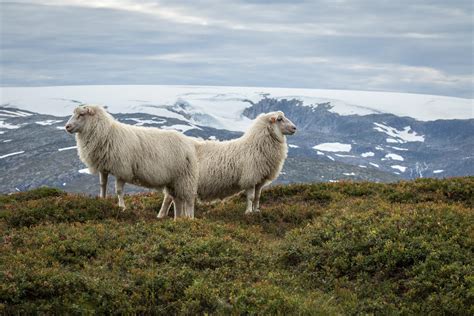 Sau Norsk Sau Og Geit