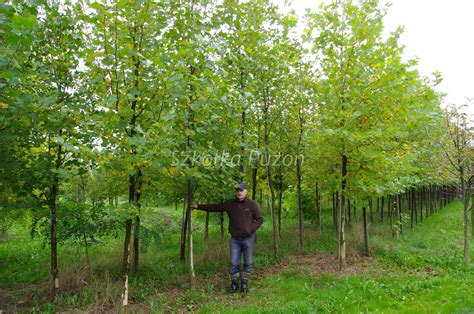 Platan Platanus Ceny I Odmiany Szkółka Drzew Puzon Szkółka Puzoń