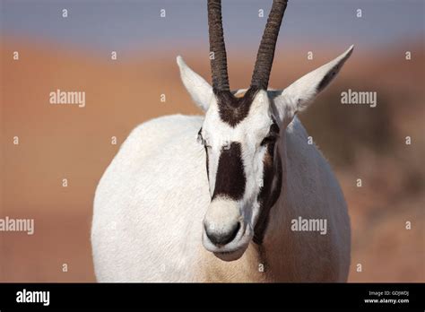 Arabian Oryx Dubai Desert Conservation Area Dubai UAE Stock Photo