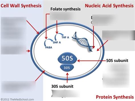 Bacterial Targets Of Antibiotics Diagram Quizlet