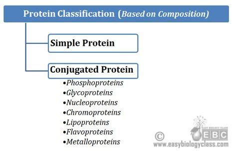 How Proteins Are Classified Biochemistry Notes EasyBiologyClass