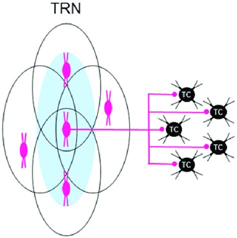 Individual Neurons In The Trn Are Part Of Multiple Overlapping Neural